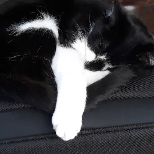 jewelfursuits avatar