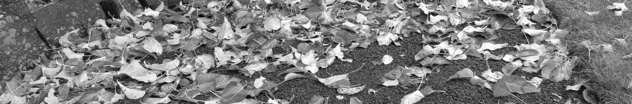 Profile Banner of Kevin Cadperl