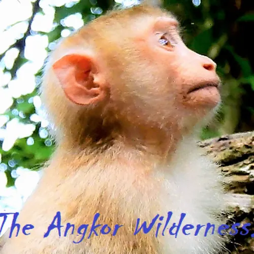 The Angkor Wilderness avatar