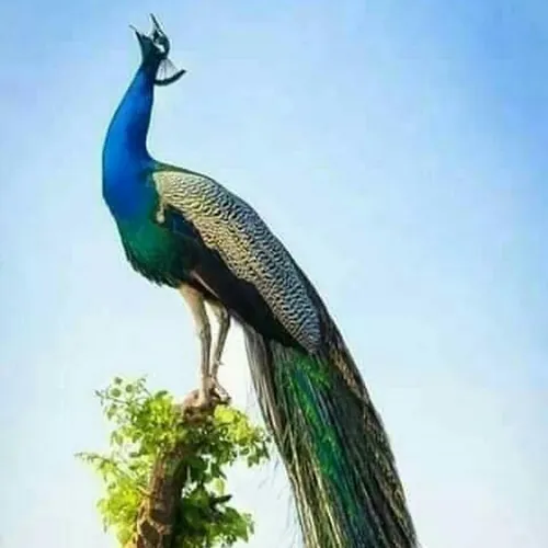 Nature Loving avatar