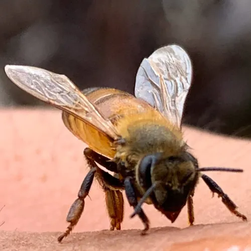 DEFEATED VEGETA avatar