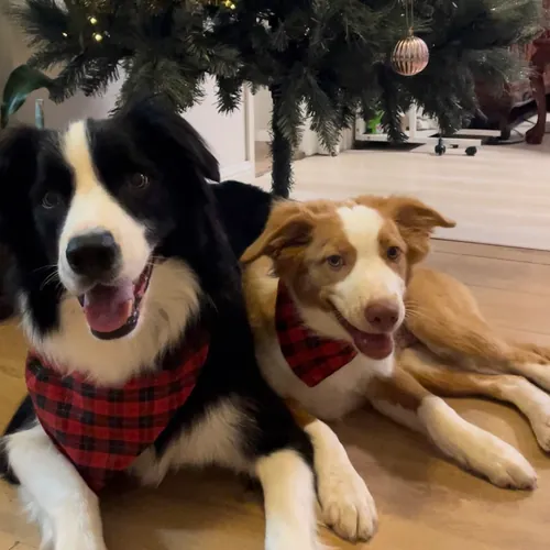 Wantry & Deluxe  avatar