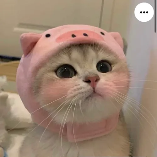 Ruqiyye Memmedova avatar