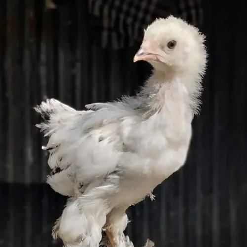 MashAllah Agro avatar