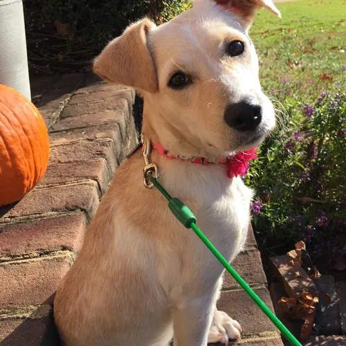 Patricia Salopek avatar