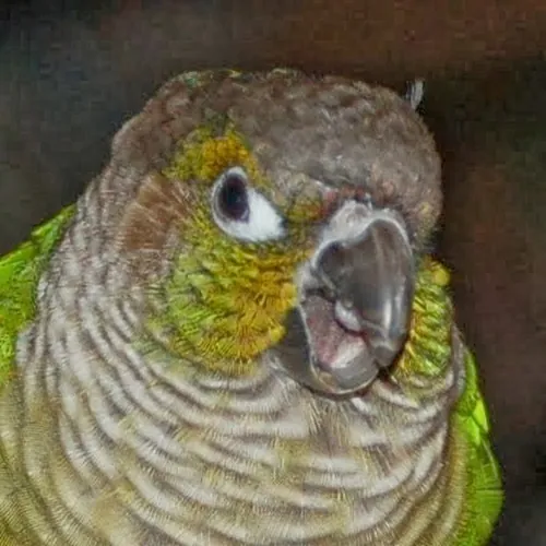 birdyinabox avatar