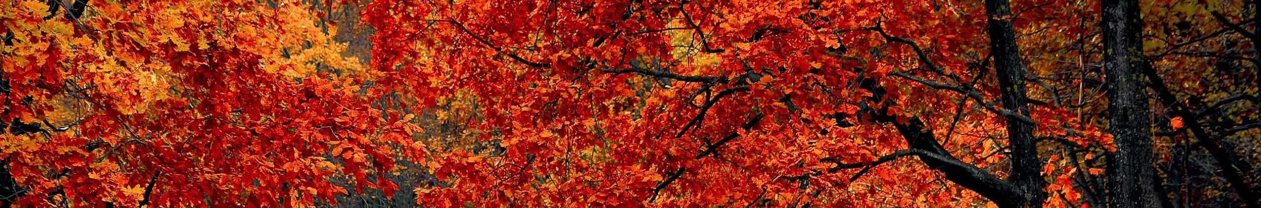 Profile Banner of Walid P.