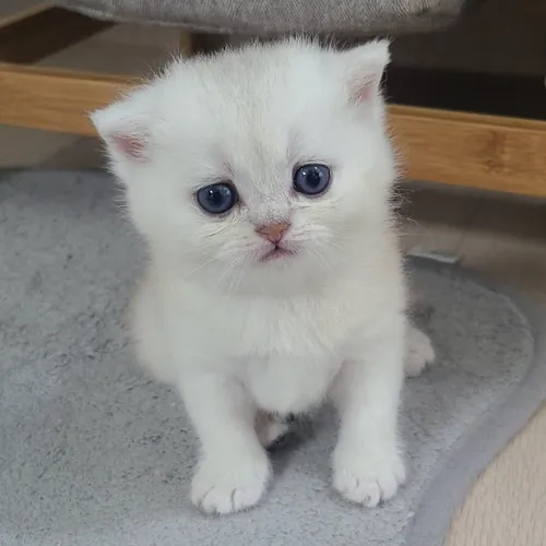 CurlyBri The Cat avatar