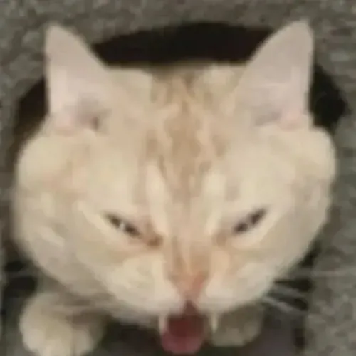 Michele Casula avatar