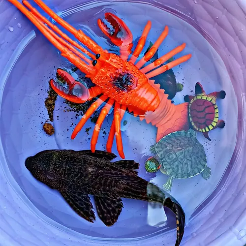 GaLa and Toys avatar