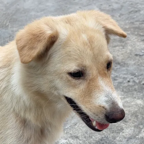 SVS Animals World  avatar