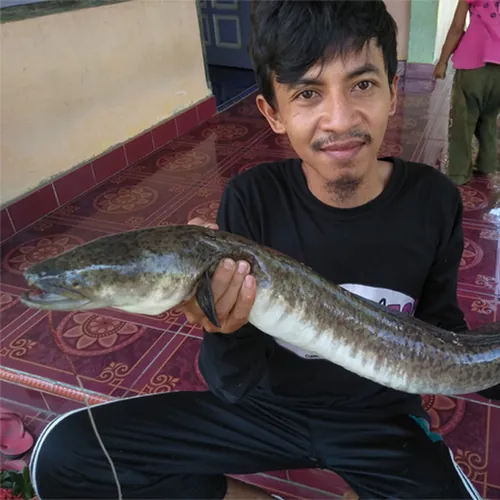 Supangkat TOP avatar