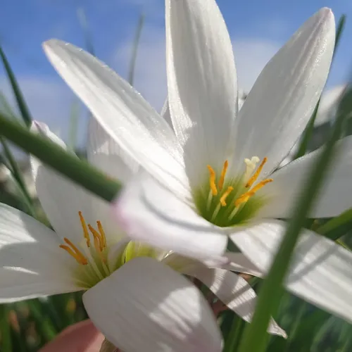 _R.K_captures_ avatar