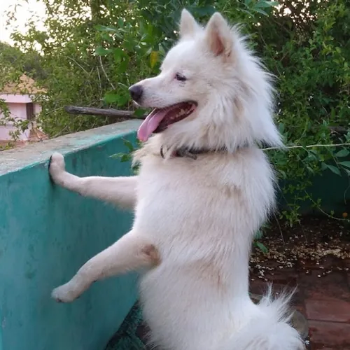 Tinu Dog Hostel avatar