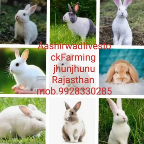 Aashirwad rabbit livestock farms private limited  avatar