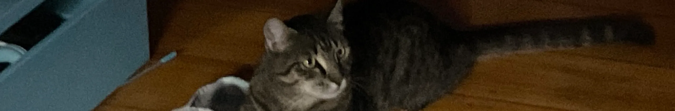 Profile Banner of BoxBum